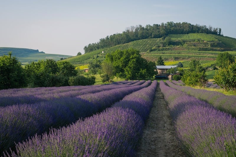 Lavender
