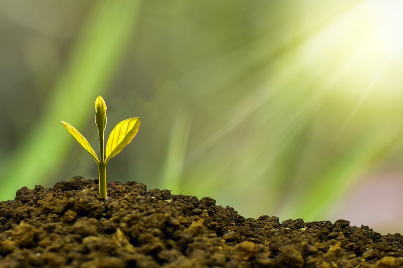Plants receiving sunlight