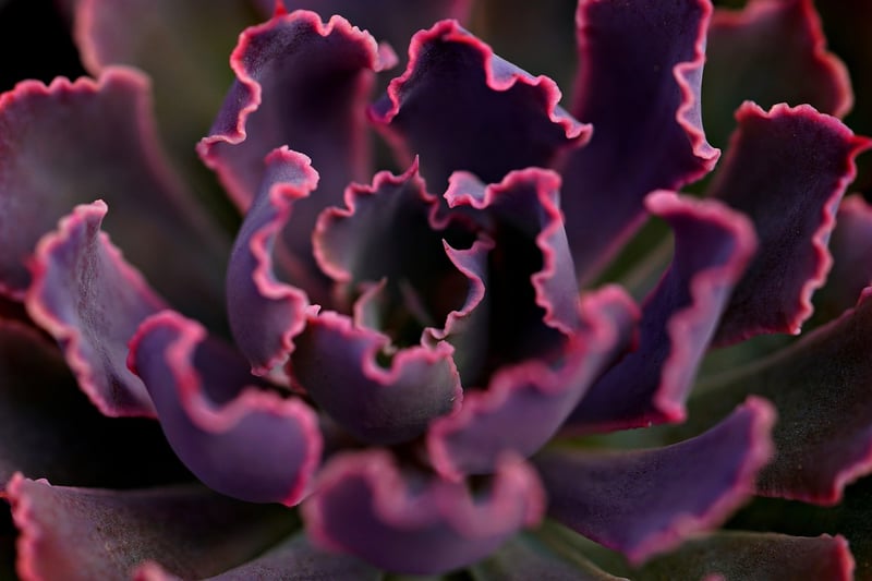Succulent Garden
